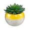 Flora Bunda® Succulent In Two Tone Pattern Yellow Ceramic Pot